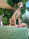 unnamed (7).webp