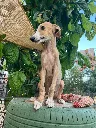 unnamed (8).webp