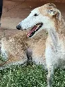 unnamed (5).webp
