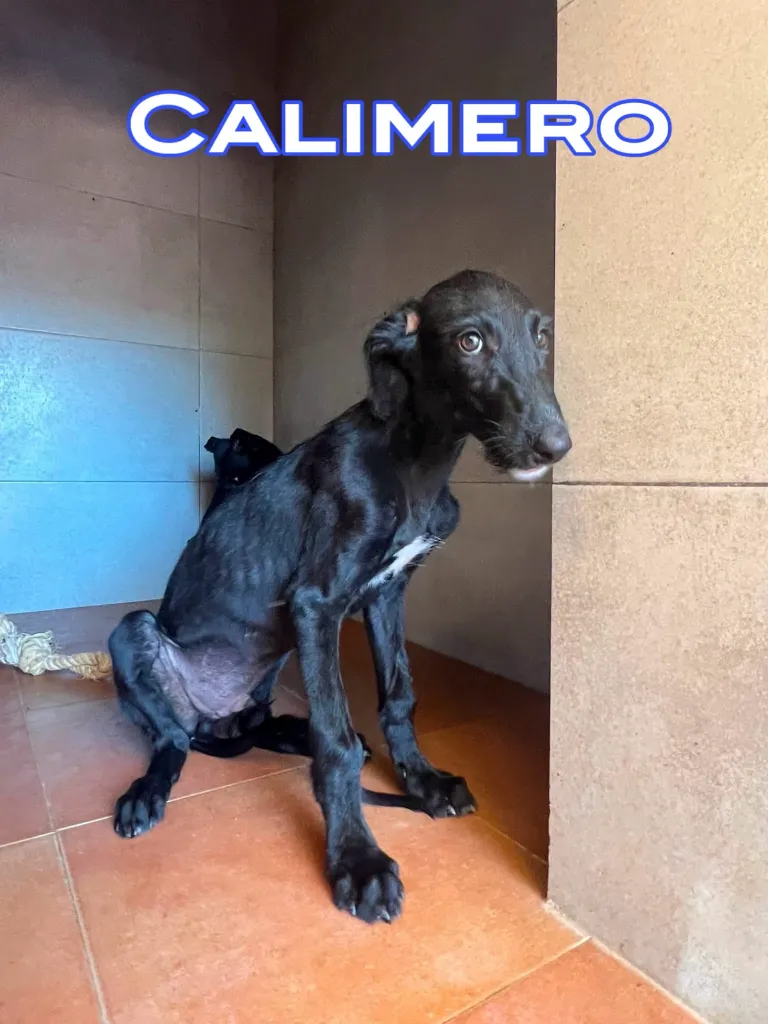 3a02447d-8065-4d1d-afe4-0a7f69572476.webp