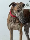 unnamed (12).webp