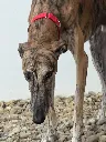 unnamed (11).webp