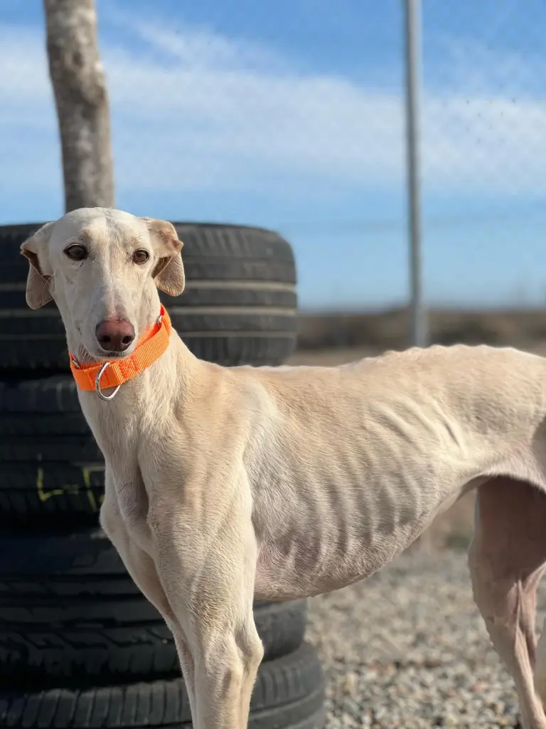 f27cb042-ef2d-4c7c-886c-1917f3376777 (1).webp