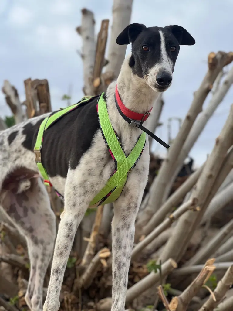 PHOTO-2025-03-27-09-11-48 (7).webp