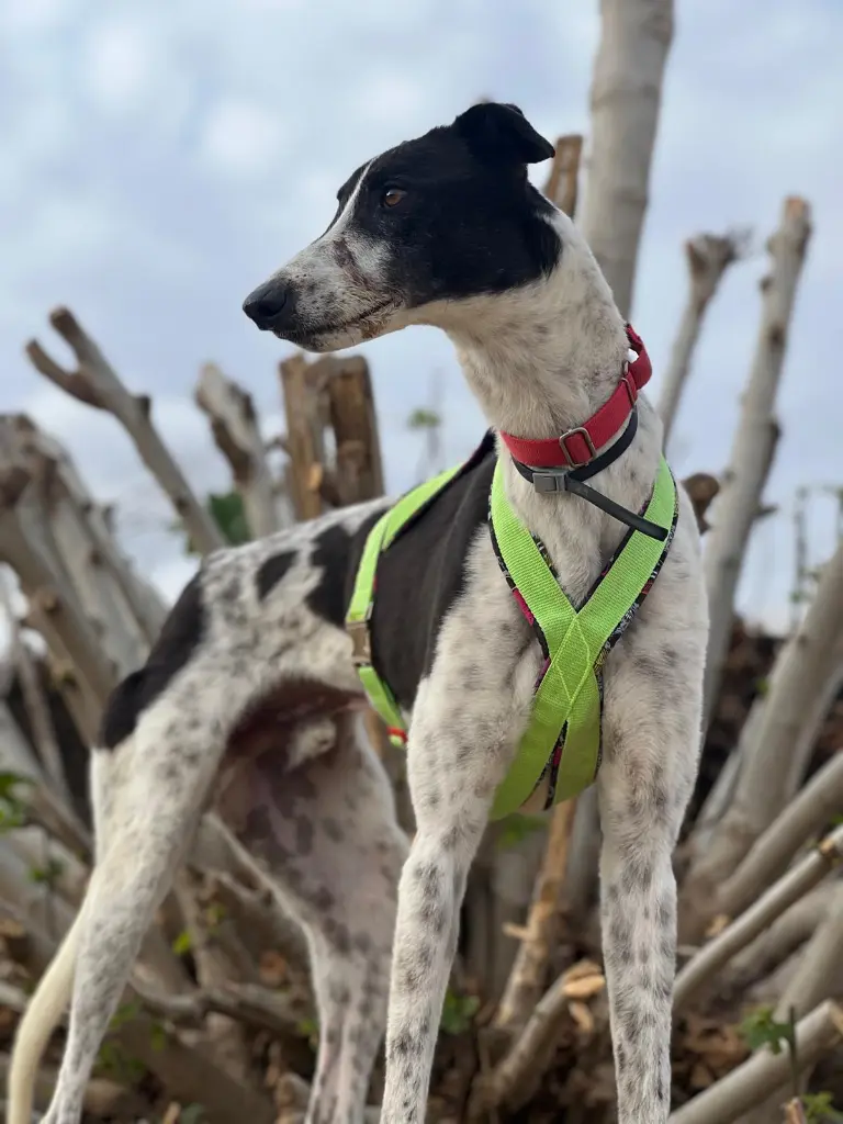 PHOTO-2025-03-27-09-11-48 (8).webp