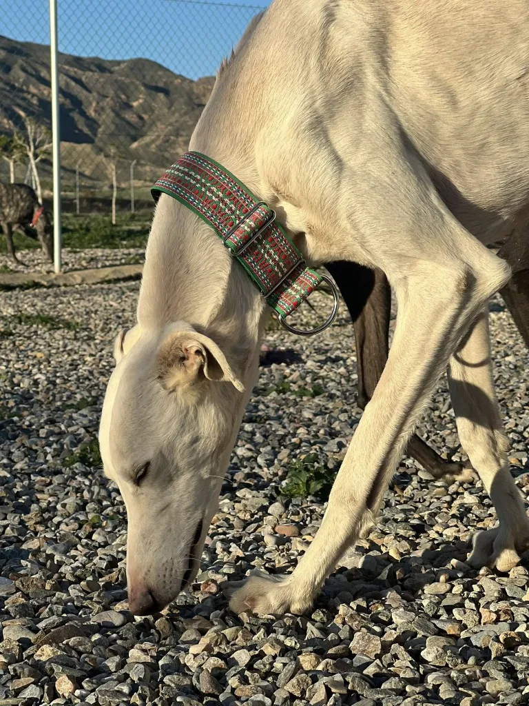 632775556_928532076196249_1977039572171972232_n (1).webp