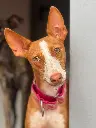 Luna  1,5 year