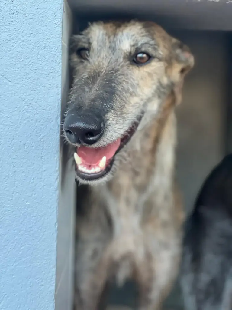 Ricky  2 years