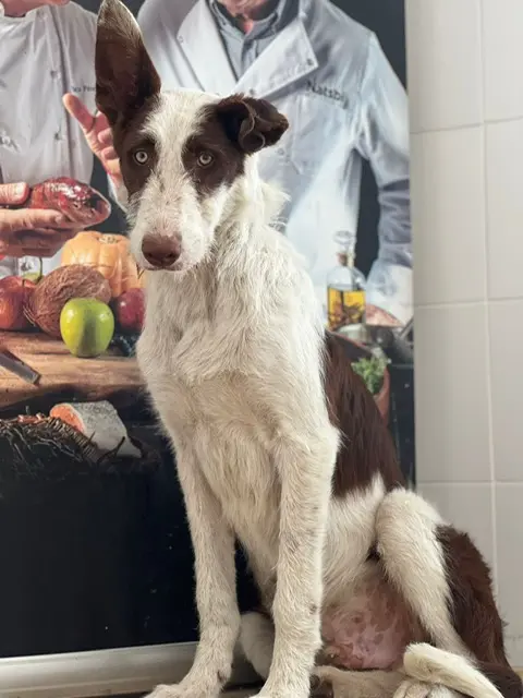 Beauden  1,5 year