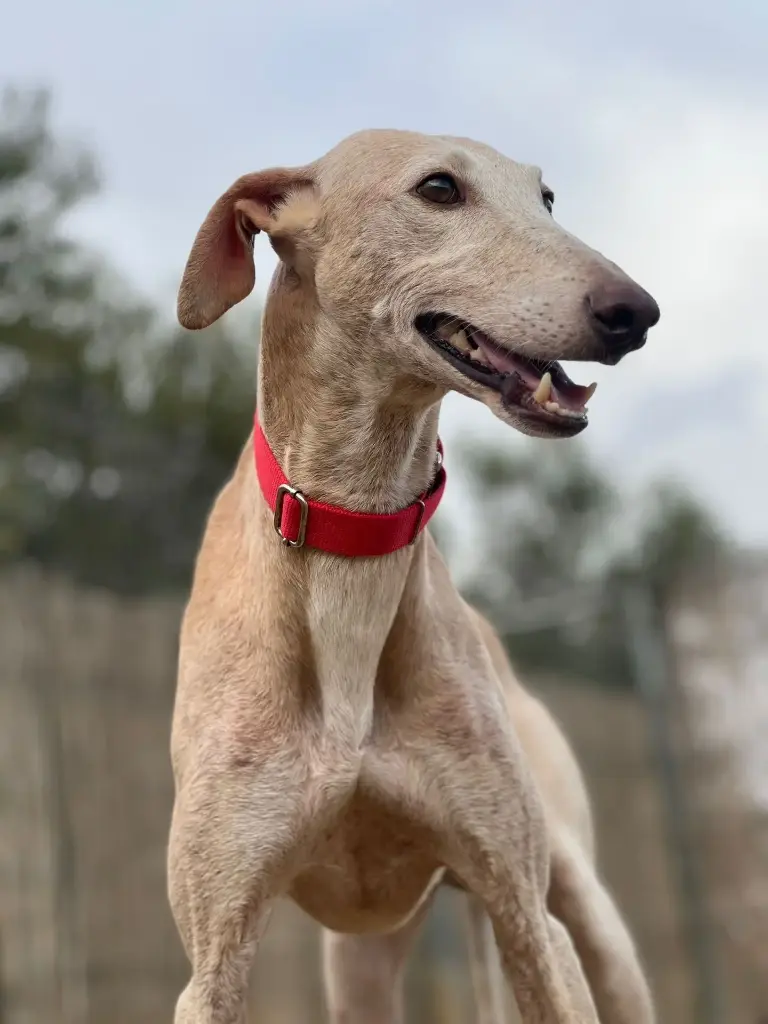 Peanut  4 years