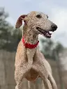 Peanut  4 years