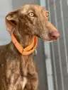 Esperanza, 2 years
