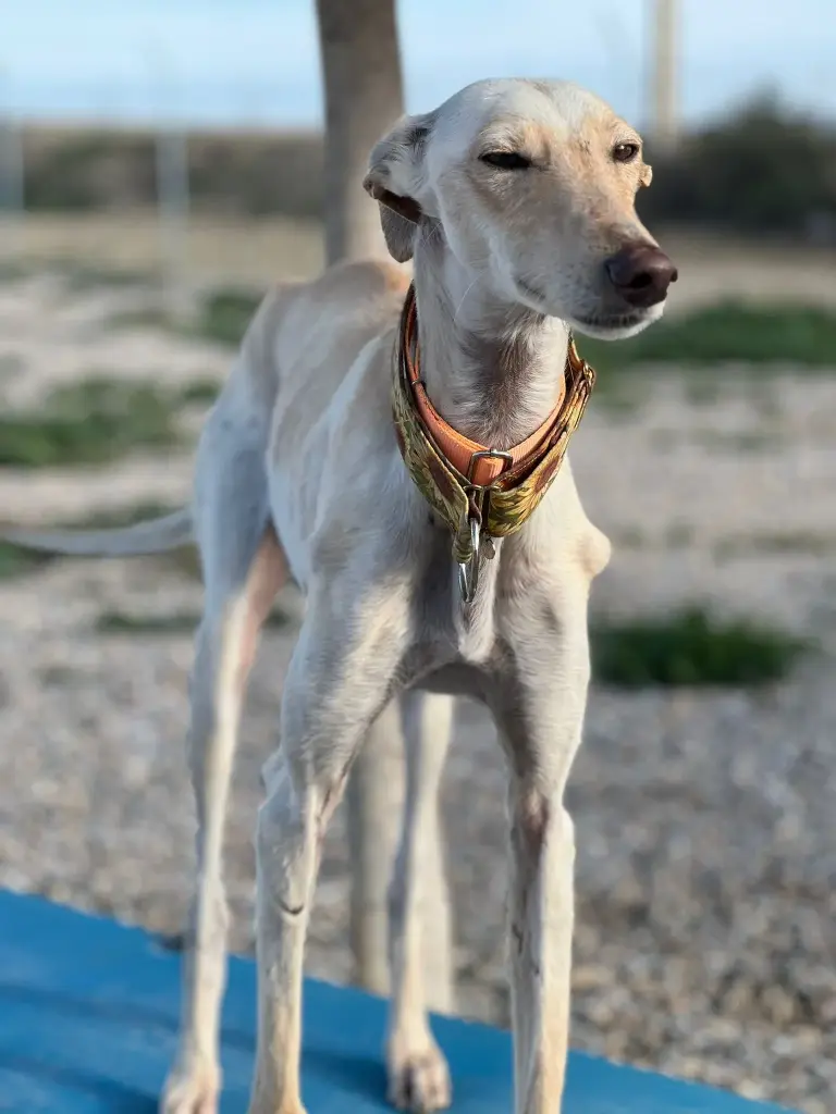 Blanquita, 2.5 years