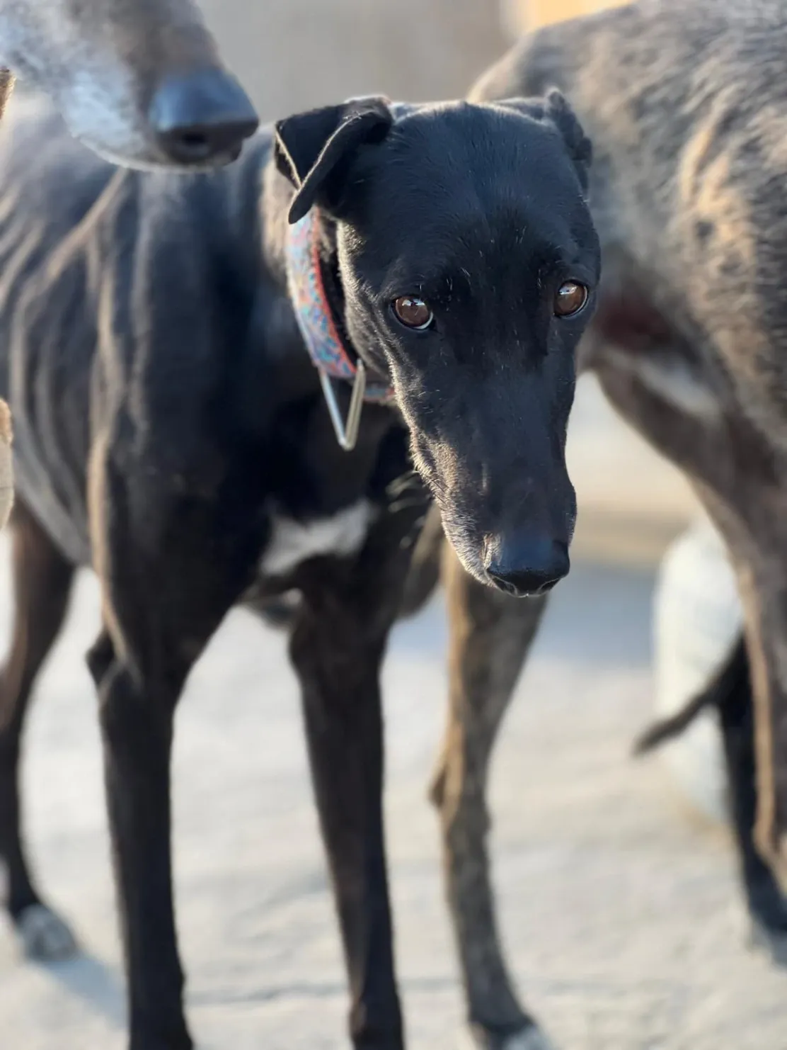 Lola, 5 years