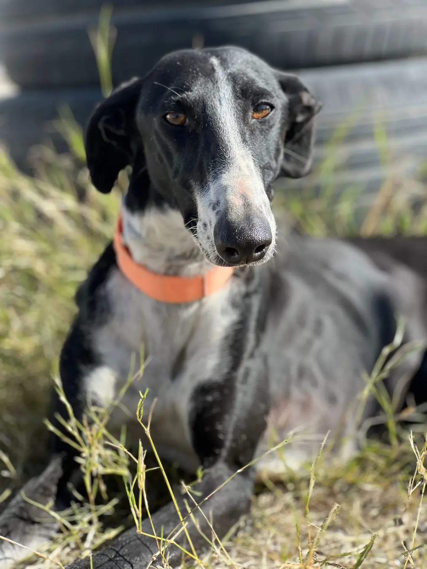 Lara, 12-18 months