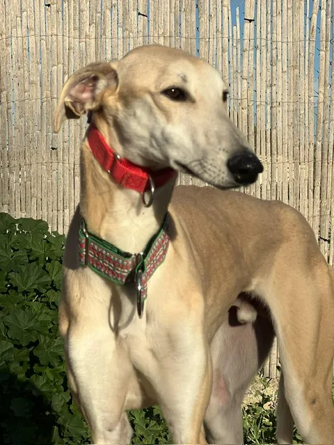 Zipi (Zahir), 1.5 years