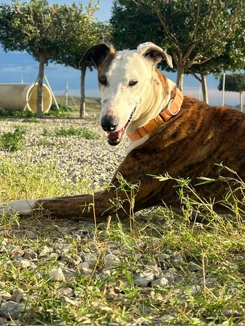 Luna, 6 years