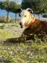 Luna, 6 years
