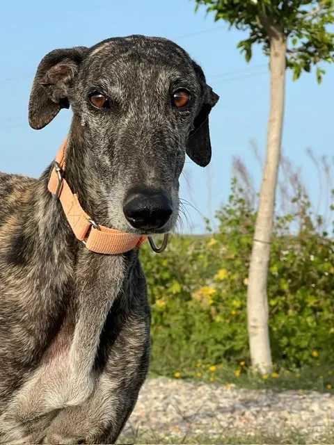 Caireles, 5 years