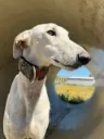 Copito, 4 years