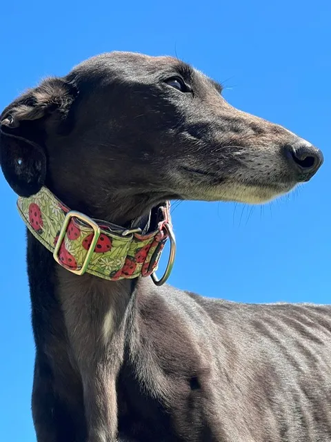Valeria, 1.5 years
