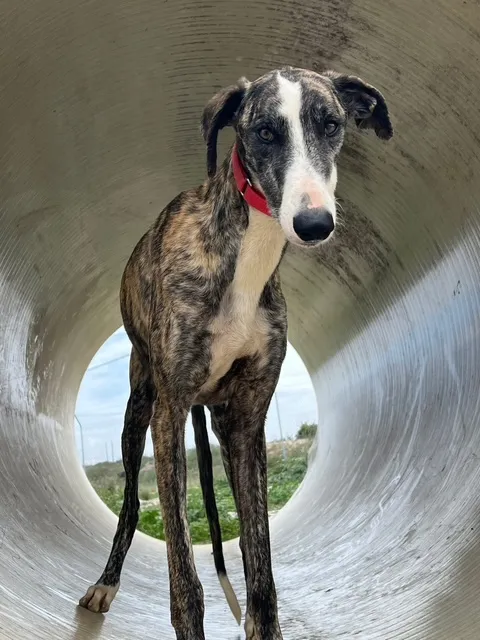 Magico, 2 years