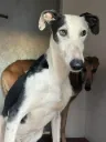 Pinon, 4 years male