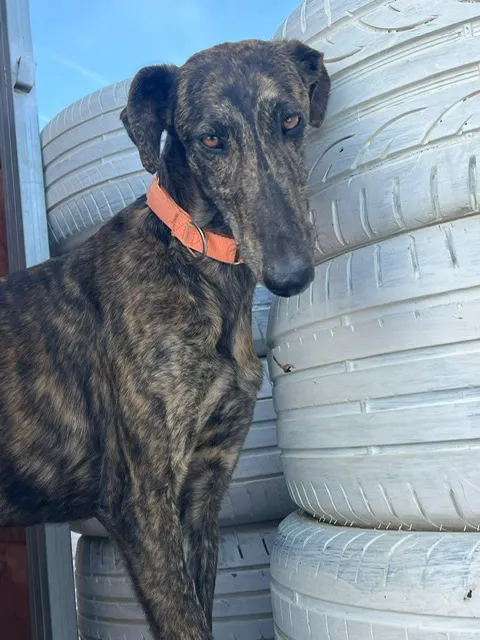 Dana, 1.5 years