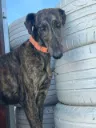 Dana, 1.5 years