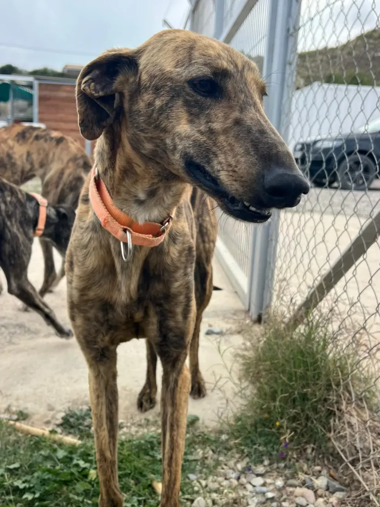 Dama, 3 years
