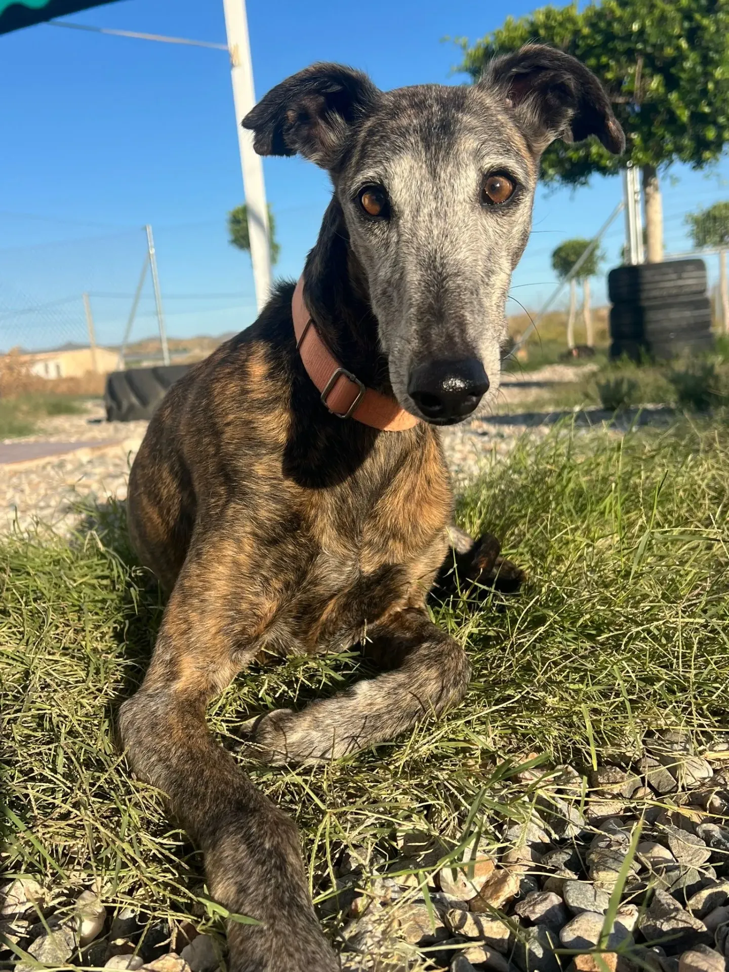 Chispa, 9 years