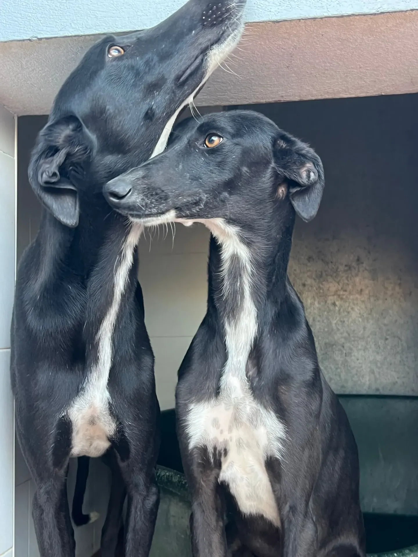 Hannah and May - Bonded Pair | Female