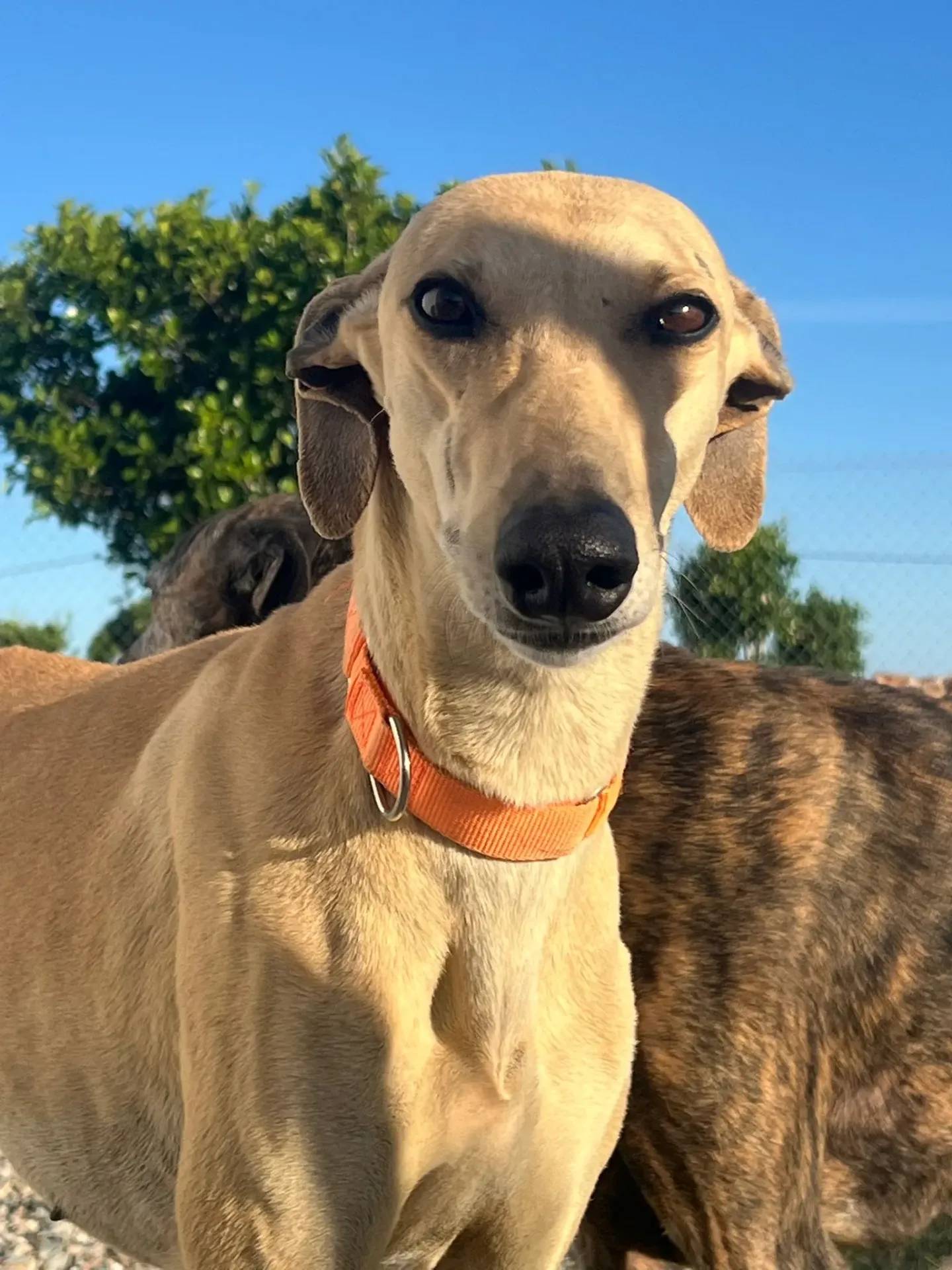 Peirla, 5 years