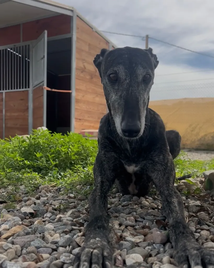Tara, 4 years