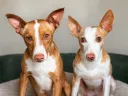 Alfred, 4 years & Zuzu, 1 year