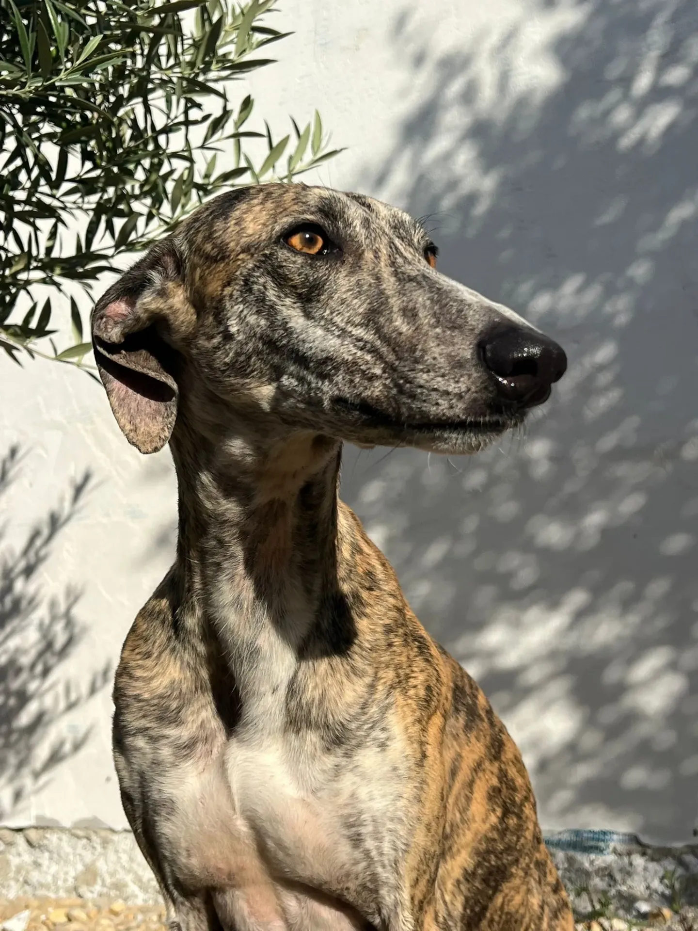 Jitano, 2 years