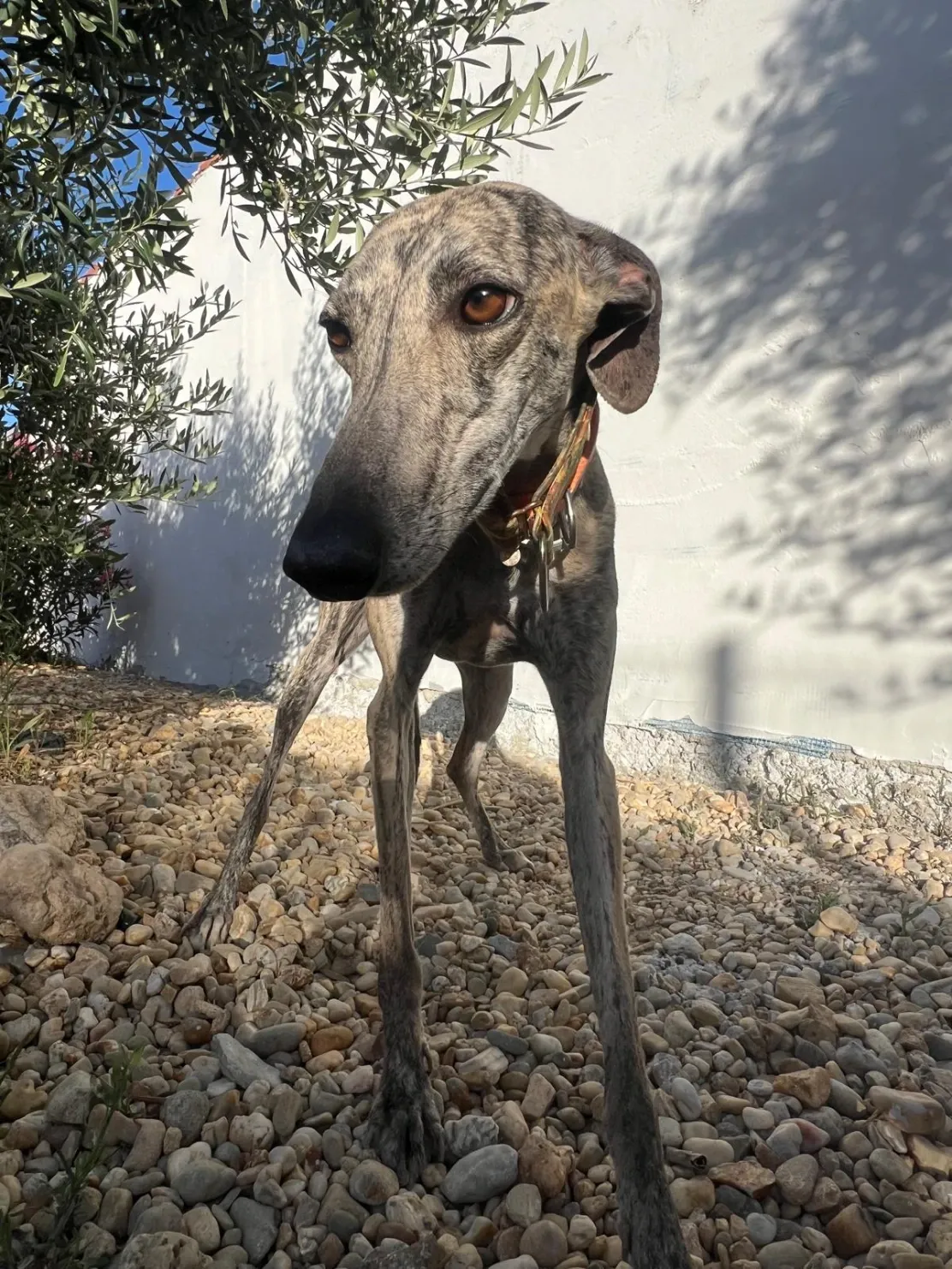 Lily, 1 year
