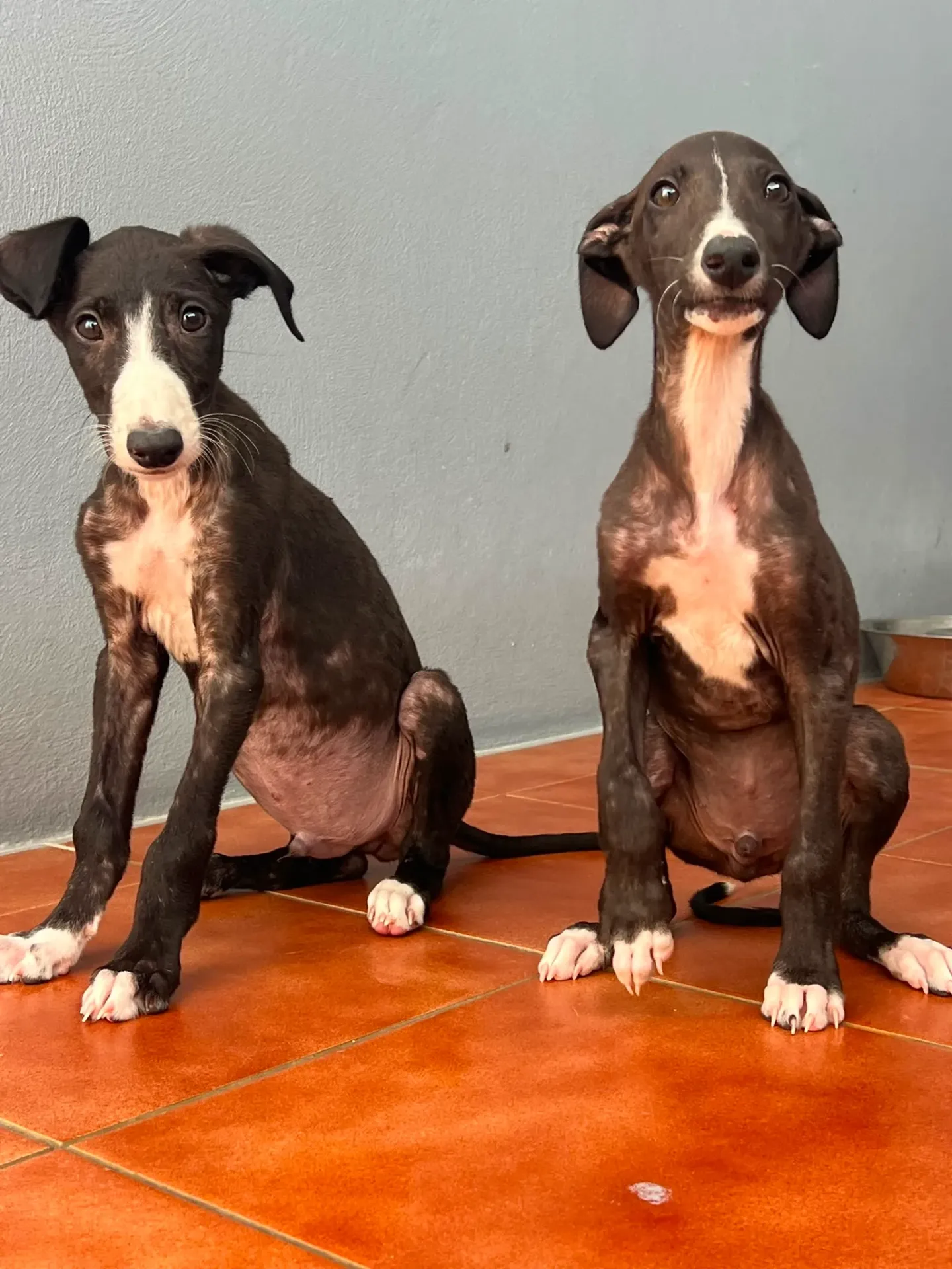 Onyx (left) and Orion