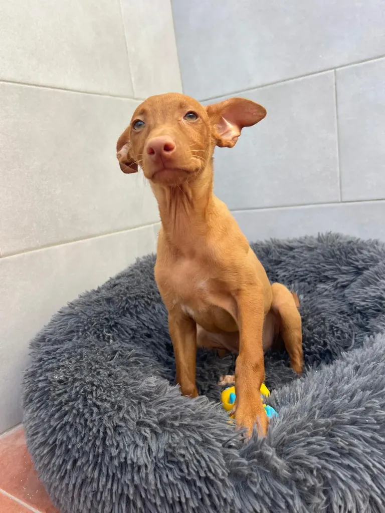Dobby, 8 week puppy