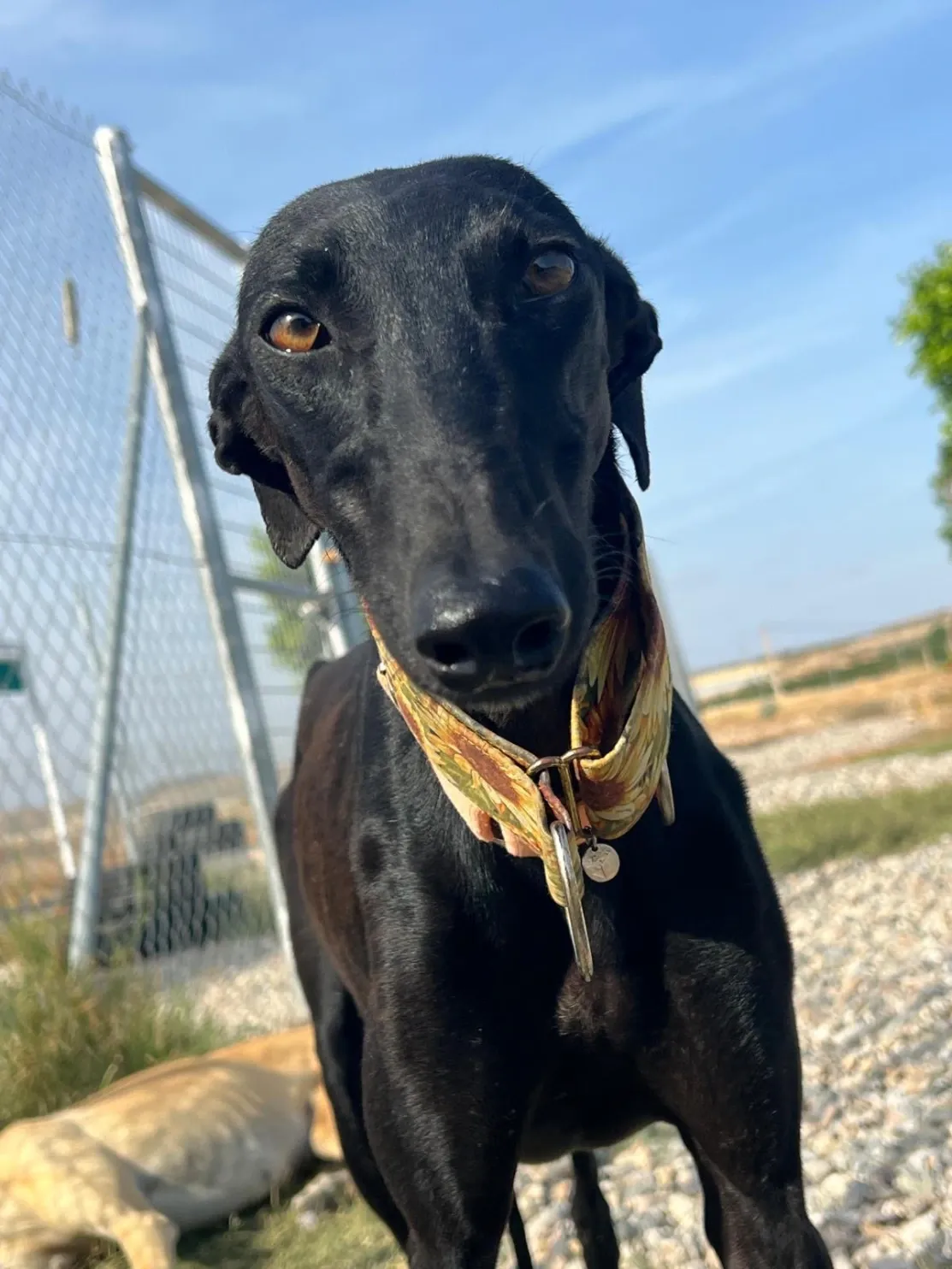 Iris, 10 month old