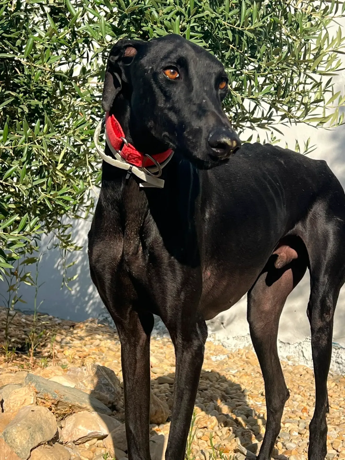 Cubano, 2 years