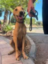 Yara, puppy