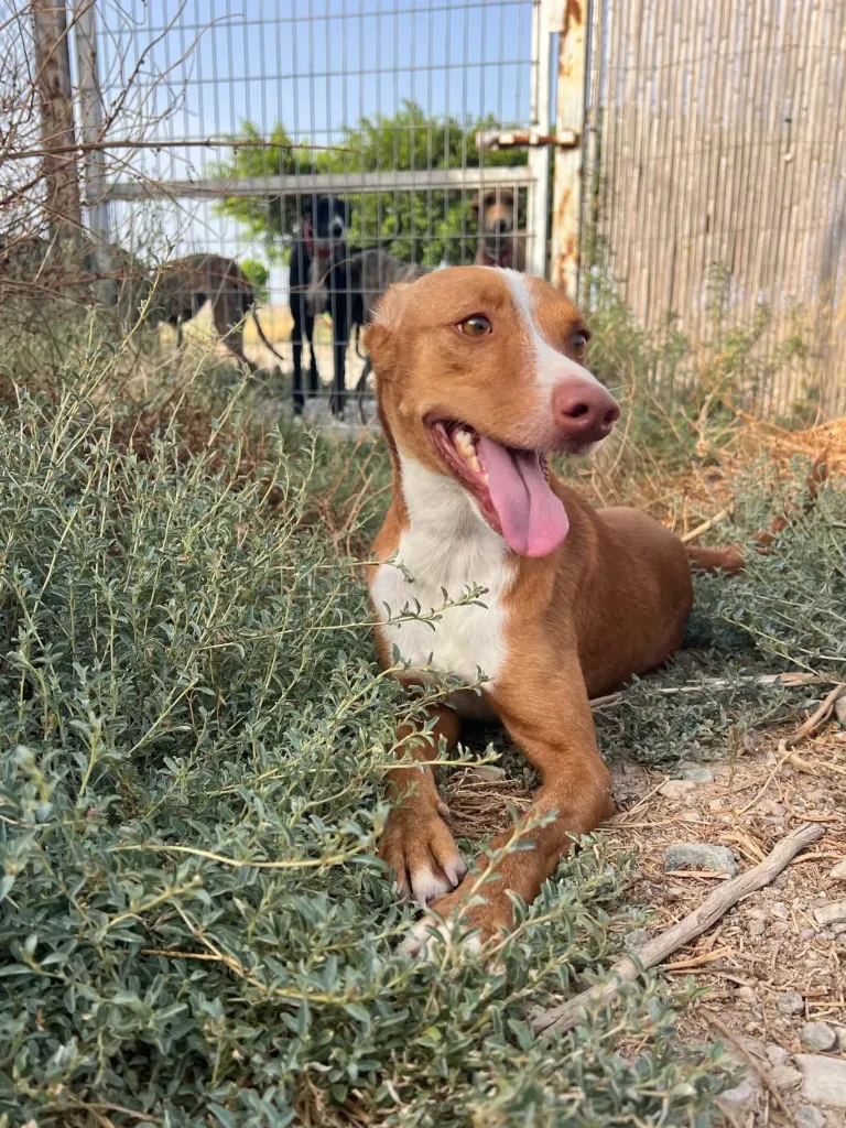Zuzu, 1 year (Podenco)