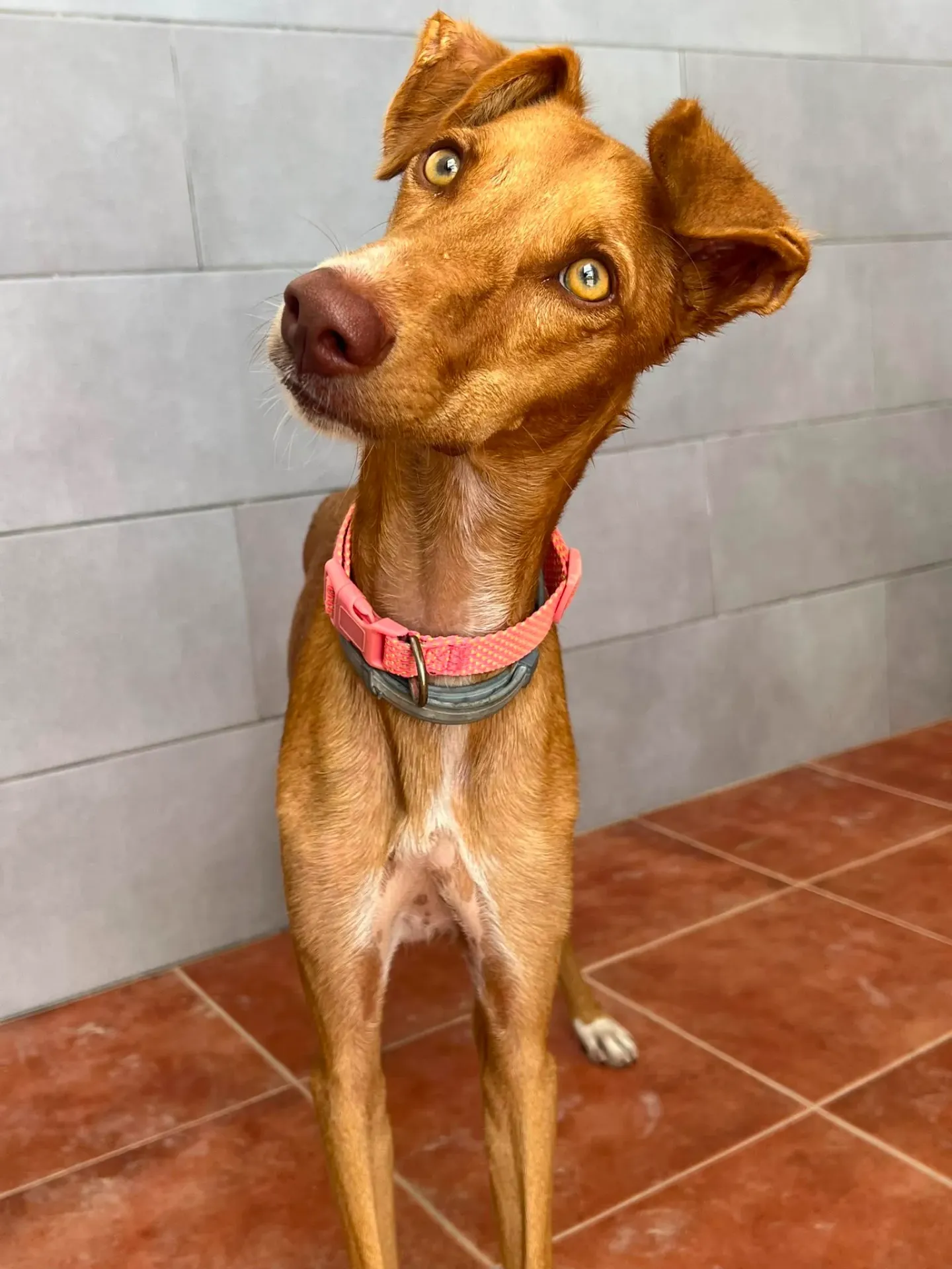 Bella, 16 months