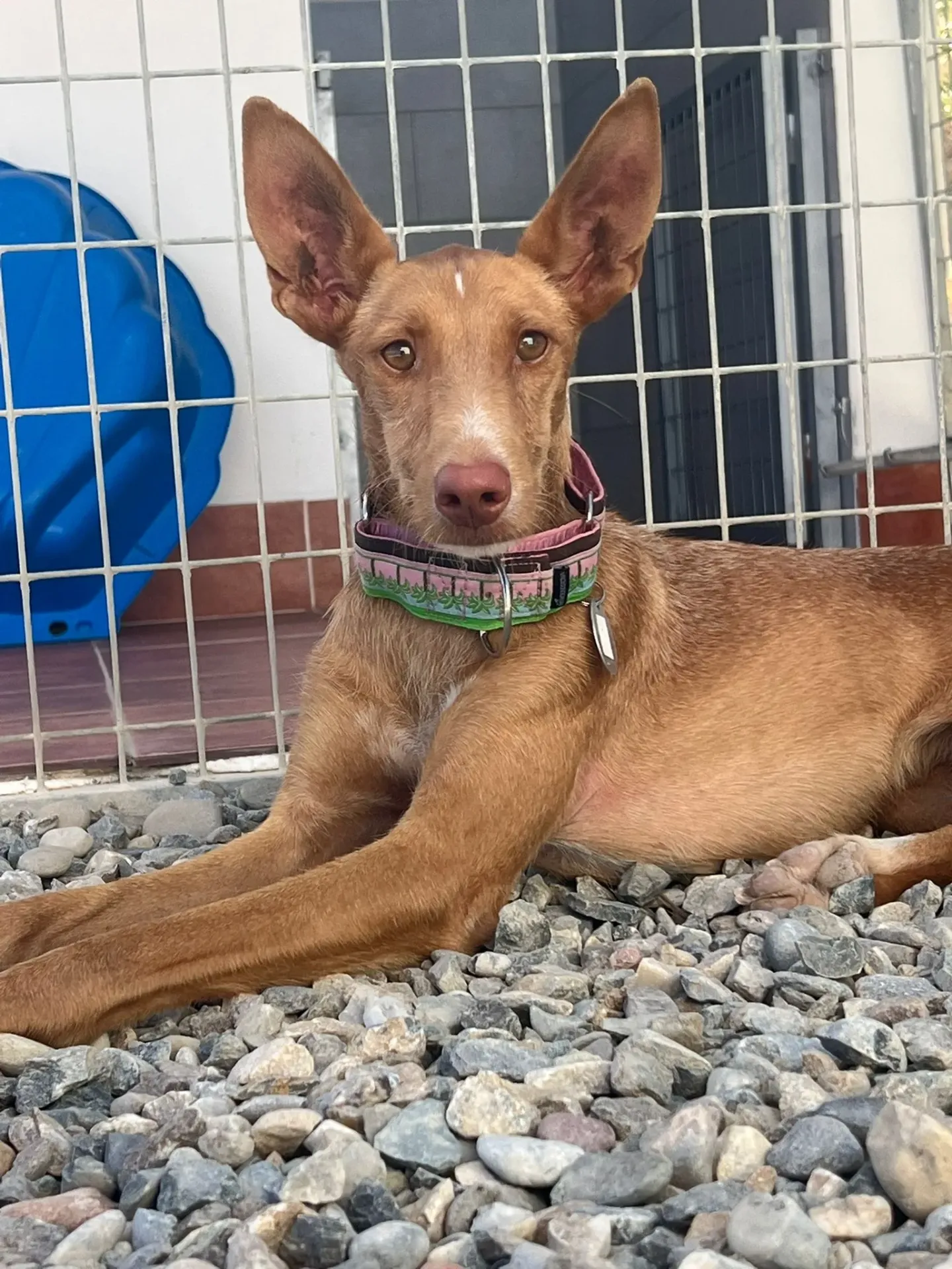 Lisa, 6 months