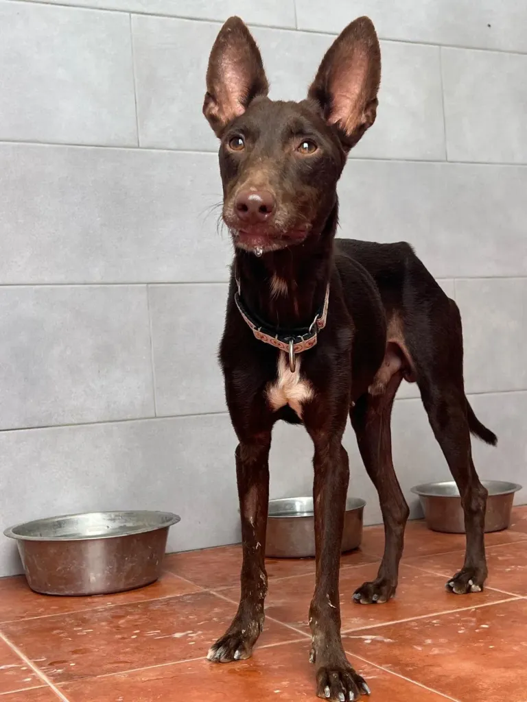 Chester (dark brown), 18 months