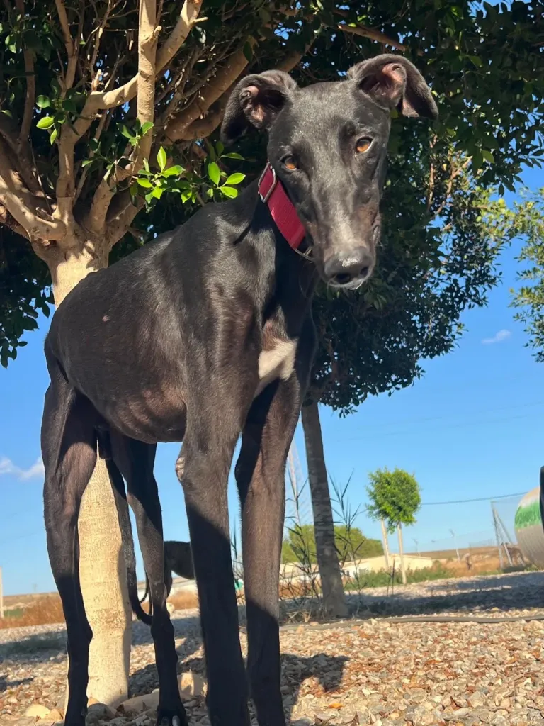 Turbo, 3 years