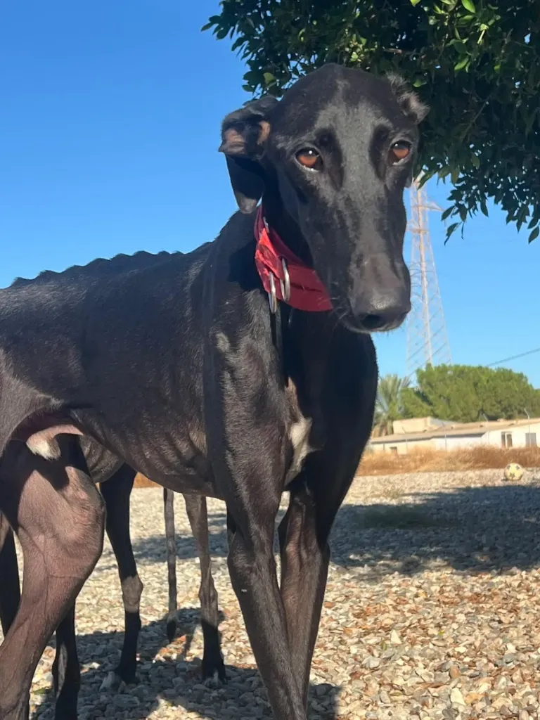 Sonic, 1 year