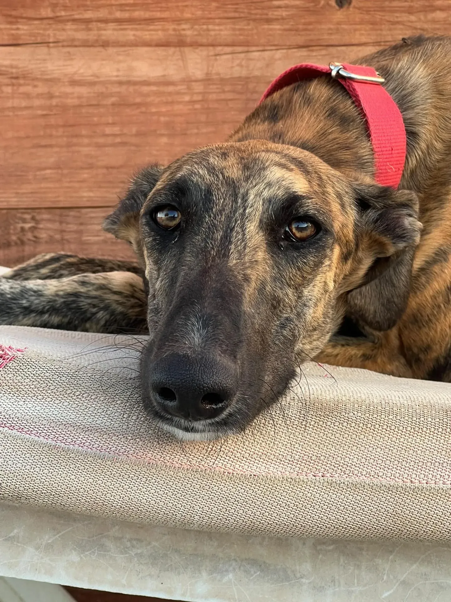 Chico, 13 months