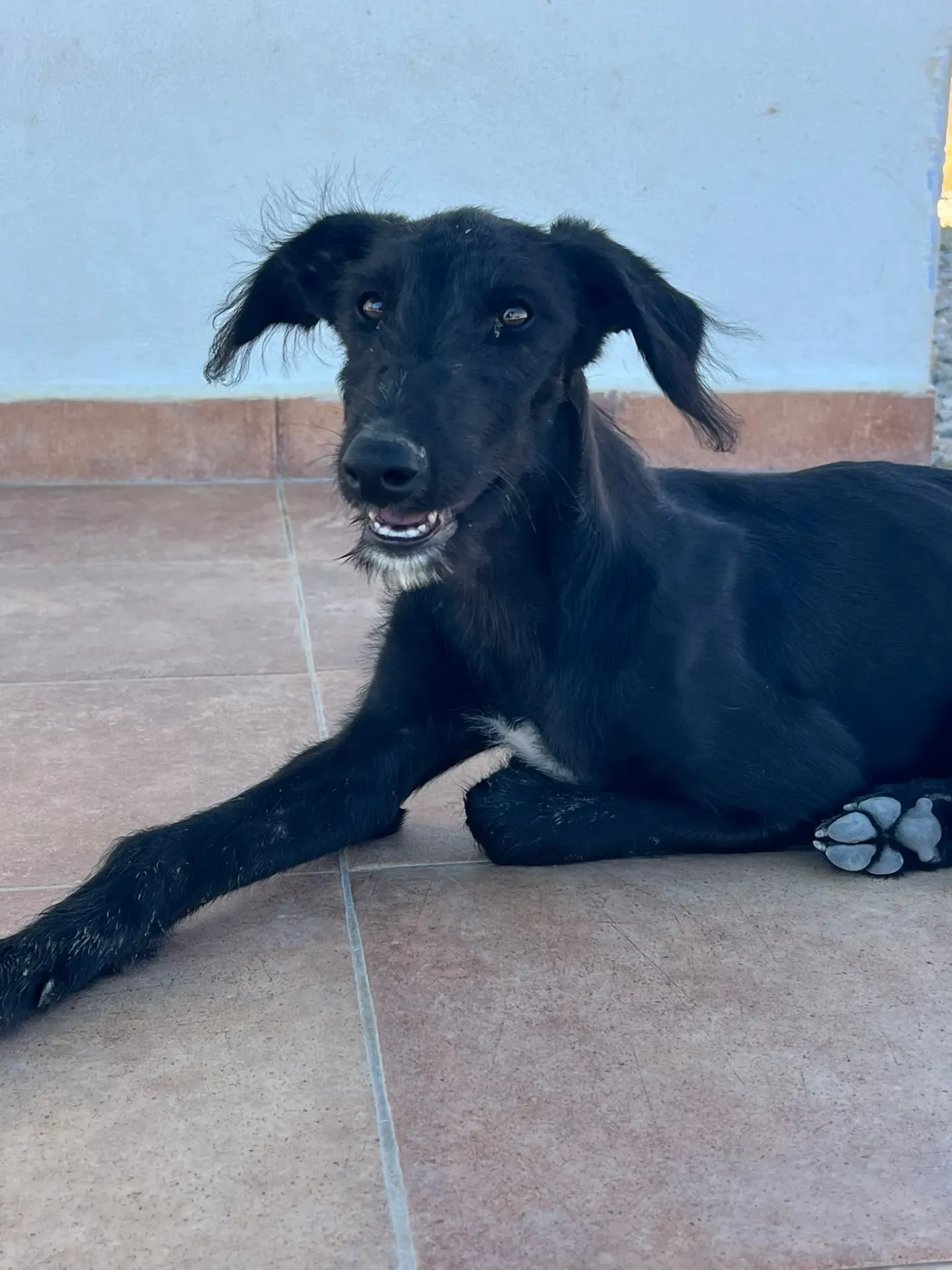 Calimero